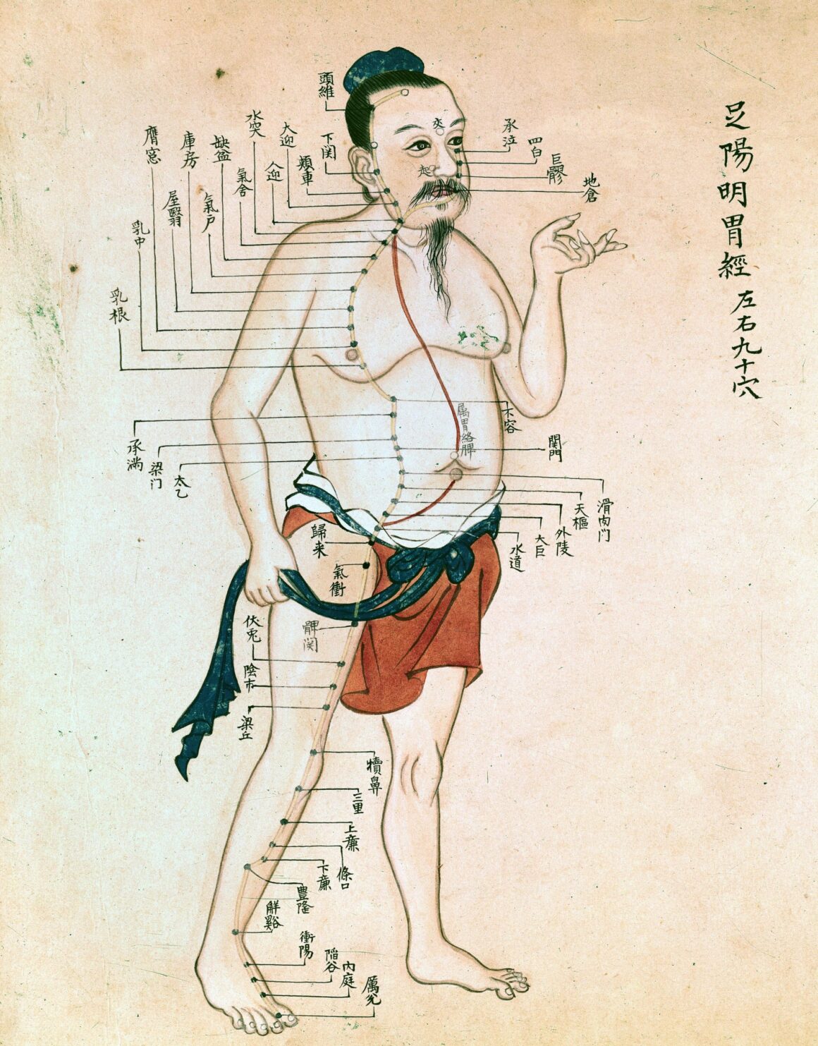 Acupuncture chart with a series of points indicated on the Wellcome L0012239 scaled 1