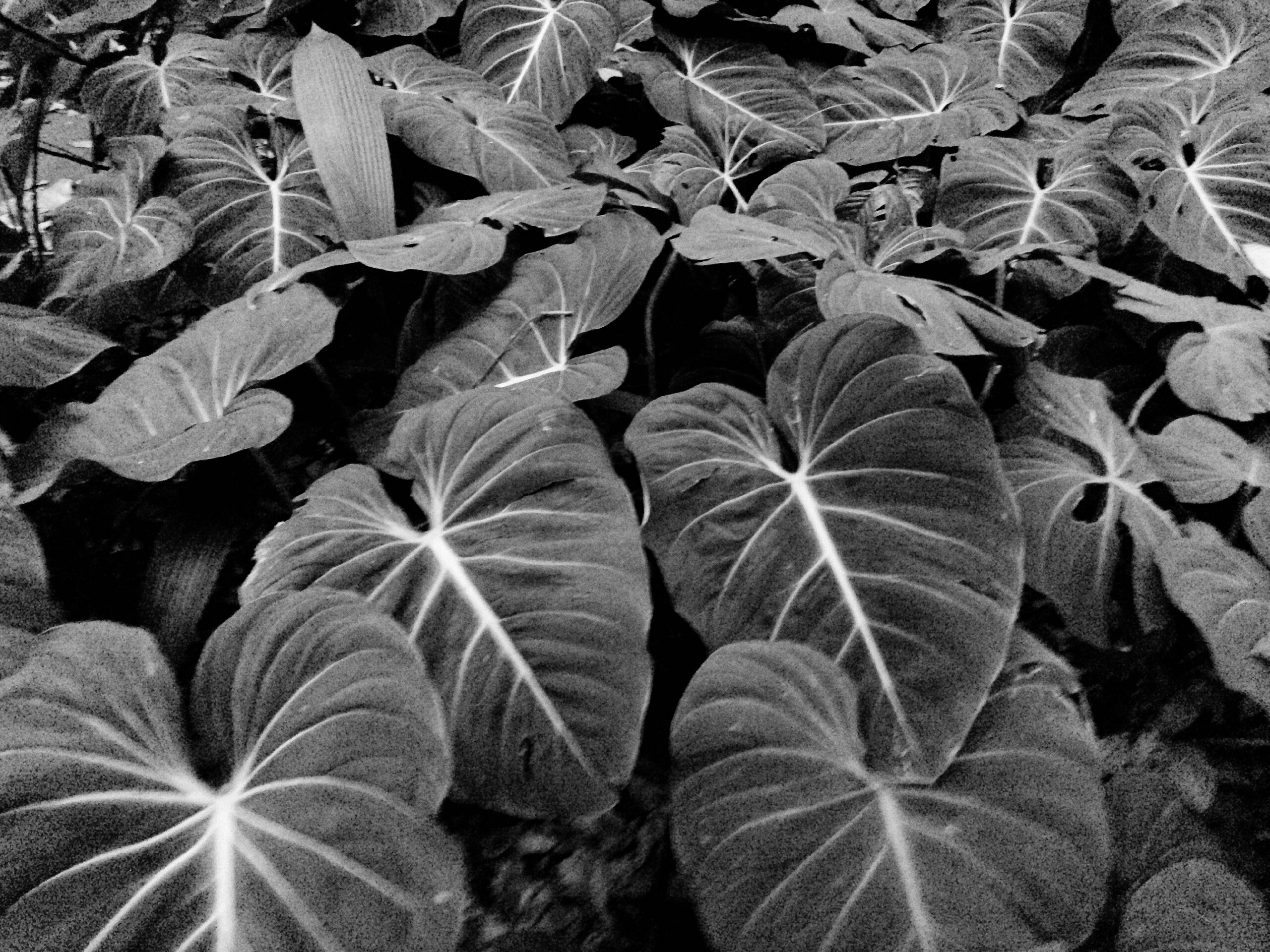 Fim de tarde monocromático